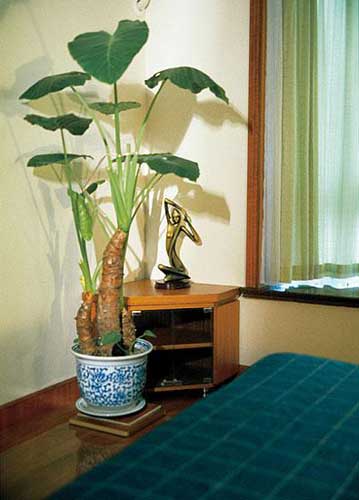 卧室摆放植物有风水讲究，你知道吗？